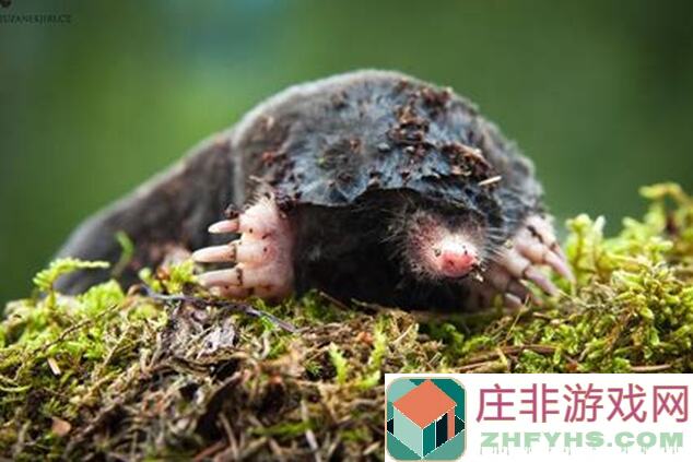 鼹鼠同行打工新手必看！果汁配方与利润数据简化教你轻松赚钱
