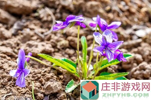 晚安森林：紫花地丁与阿拉伯婆婆纳的奇妙组合！