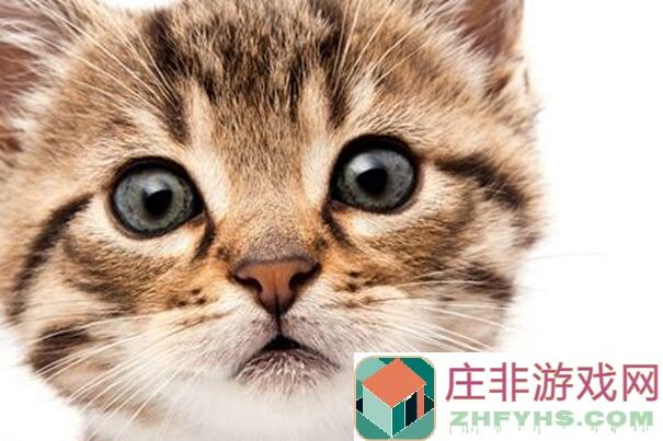 猫咪餐厅大揭秘：如何在猫之城轻松升级你的宠物餐厅