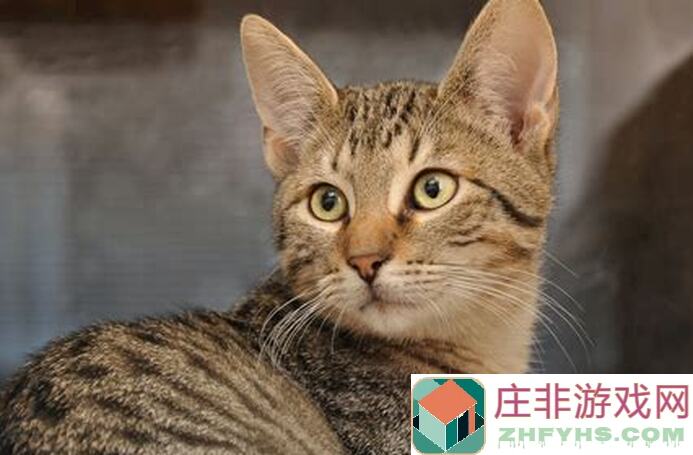 猫和老鼠氵全收集攻略:轻松闯关,横扫障碍,秒懂技巧教会你!